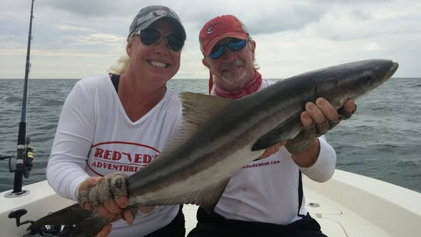 Red Ed's Adventures cobia fishing florida